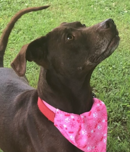 Photo of a dog named Abby