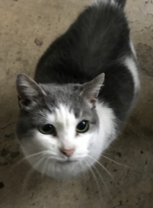 Photo of a cat named Baby Girl