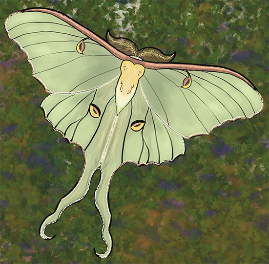 Luna Moth