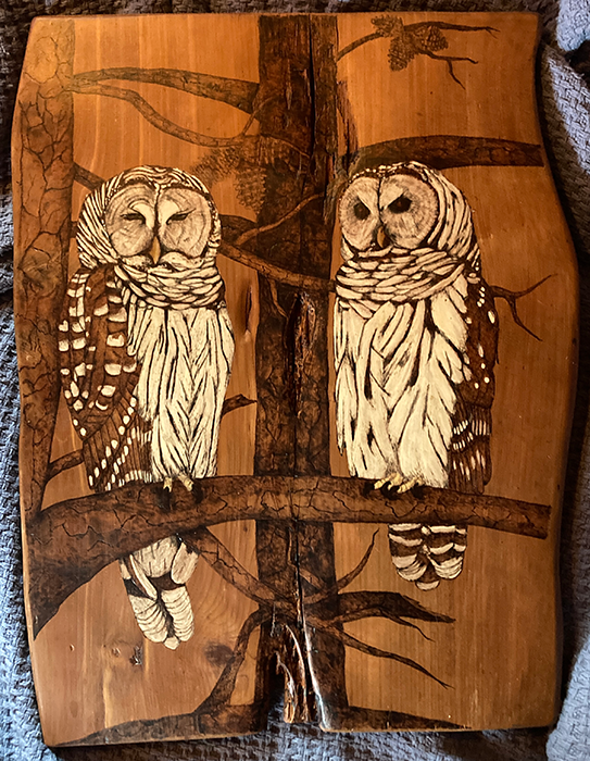 Barred Owls in a Pine Tree