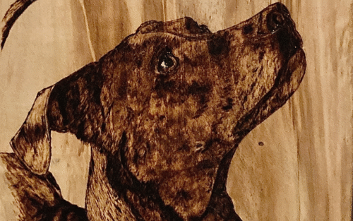 dog on box elder