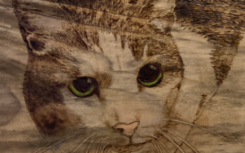 cat on pine